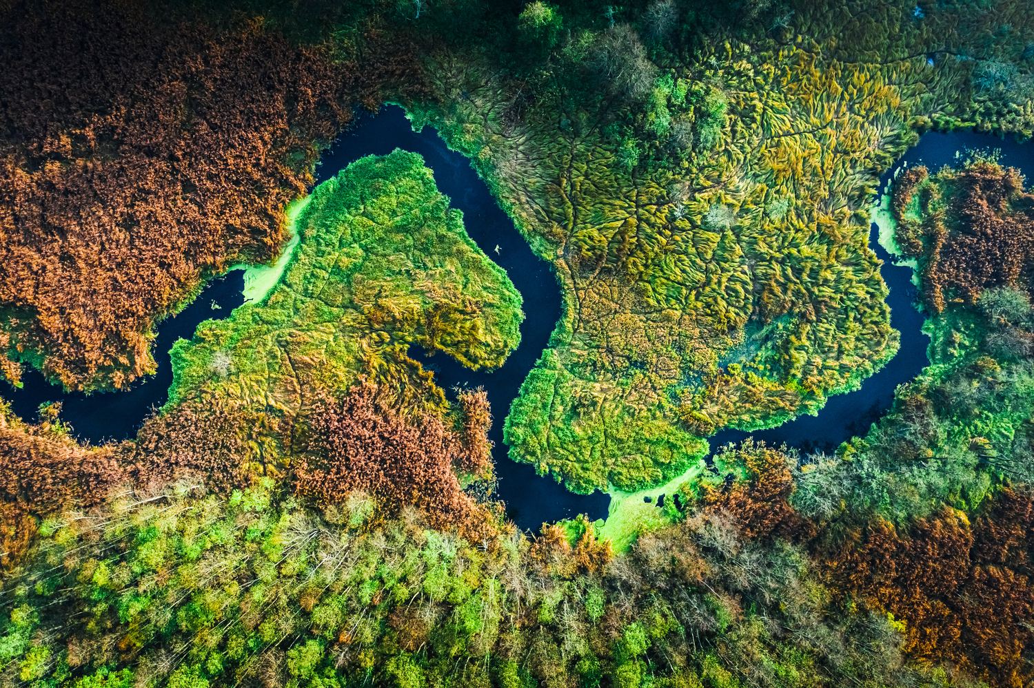 Aerial view of a river meander through mottled green and rust vegetation